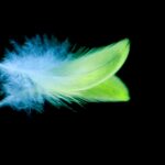 A close-up of a colorful feather with fine details and reflections on a black background.